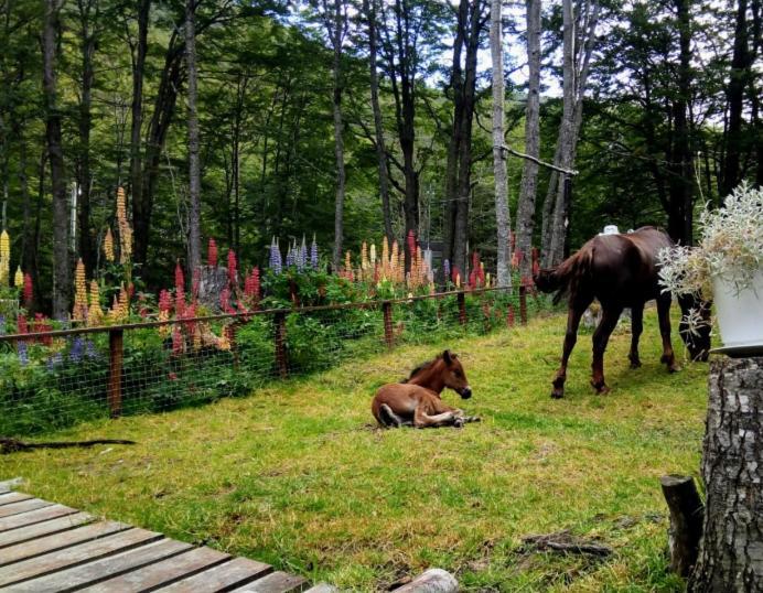 Guest house Bosque Holistico Del Fin Del Mundo *